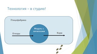 Корма из насекомых - из прошлого в будущее