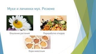 Корма из насекомых - из прошлого в будущее