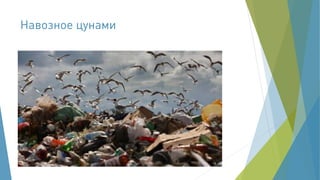 Корма из насекомых - из прошлого в будущее