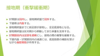 接地期（衝撃緩衝期）
 ST関節は回内し、接地期終盤で回外する。
 下腿骨は内旋する。
 接地期終盤までに前足部が接地し、全足底接地となる。
 接地期終盤は反対側から移動してきた体重を支持する。
 ST関節回内は足部を柔軟にし、接地の際の衝撃を緩衝する。
 下腿内旋・ST関節回内の減速には、底屈筋群の補助を受け
ながら後脛骨筋が作用する。
 