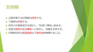 支持期
 立脚中期ではST関節は回外する。
 下腿骨は外旋する。
 床反力の垂直成分は減少し、TSt前に増加し始める。
 足部は剛性のある構造へと変化し、体重を支持する。
 ST関節回外は底屈筋群と下腿外旋の作用で生じる。
 