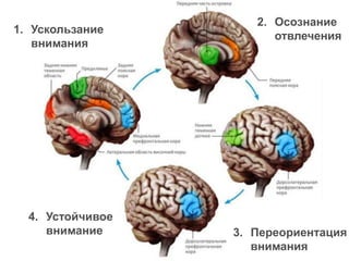 17
1. Ускользание
внимания
2. Осознание
отвлечения
3. Переориентация
внимания
4. Устойчивое
внимание
 