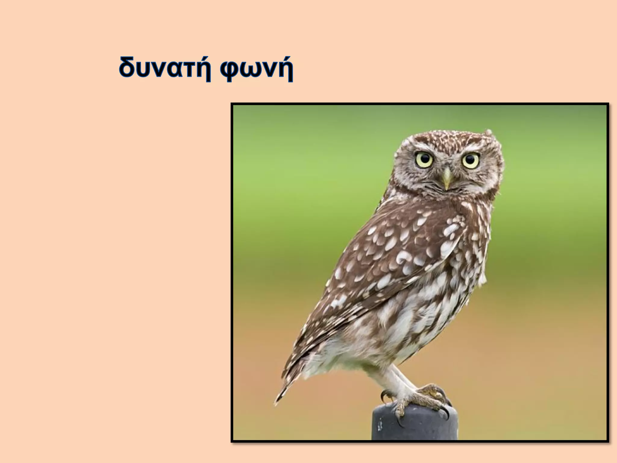 Βάγια η κουκουβάγια