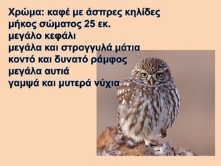 Βάγια η κουκουβάγια