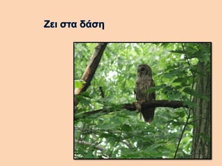 Βάγια η κουκουβάγια