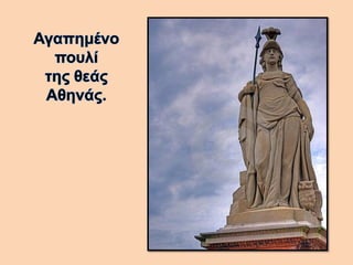 Βάγια η κουκουβάγια