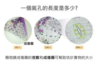一個氣孔的長度是多少?
顯微鏡成像圖的倍數和成像圈可幫助估計實物的大小
成像圈
 