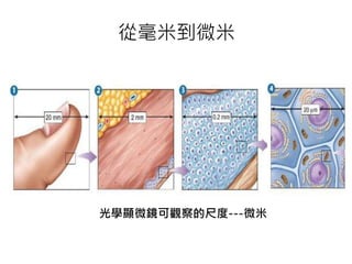 從毫米到微米
光學顯微鏡可觀察的尺度---微米
 
