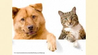 Source: http://www.dna2diamonds.com/sites/default/ﬁles/dog_cat_for%20petco.jpg
 