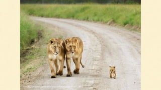 Source: http://cdn.earthporm.com/wp-content/uploads/2014/10/animal-family-portraits-2__880.jpg
 