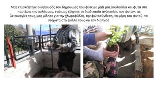 Μας επισκέφτηκε ο κηπουρός του δήμου μας που φύτεψε μαζί μας λουλούδια και φυτά στα
παρτέρια της αυλής μας, ενώ μας εξήγησε τη διαδικασία ανάπτυξης των φυτών, τις
λειτουργίες τους, μας μίλησε για την χλωροφύλλη, την φωτοσύνθεση, τα μέρη του φυτού, τα
στόματα στα φύλλα τους και την διαπνοή.
 