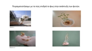Πειραματιστήκαμε με το πώς επιδρά το φως στην ανάπτυξη των φυτών.
 