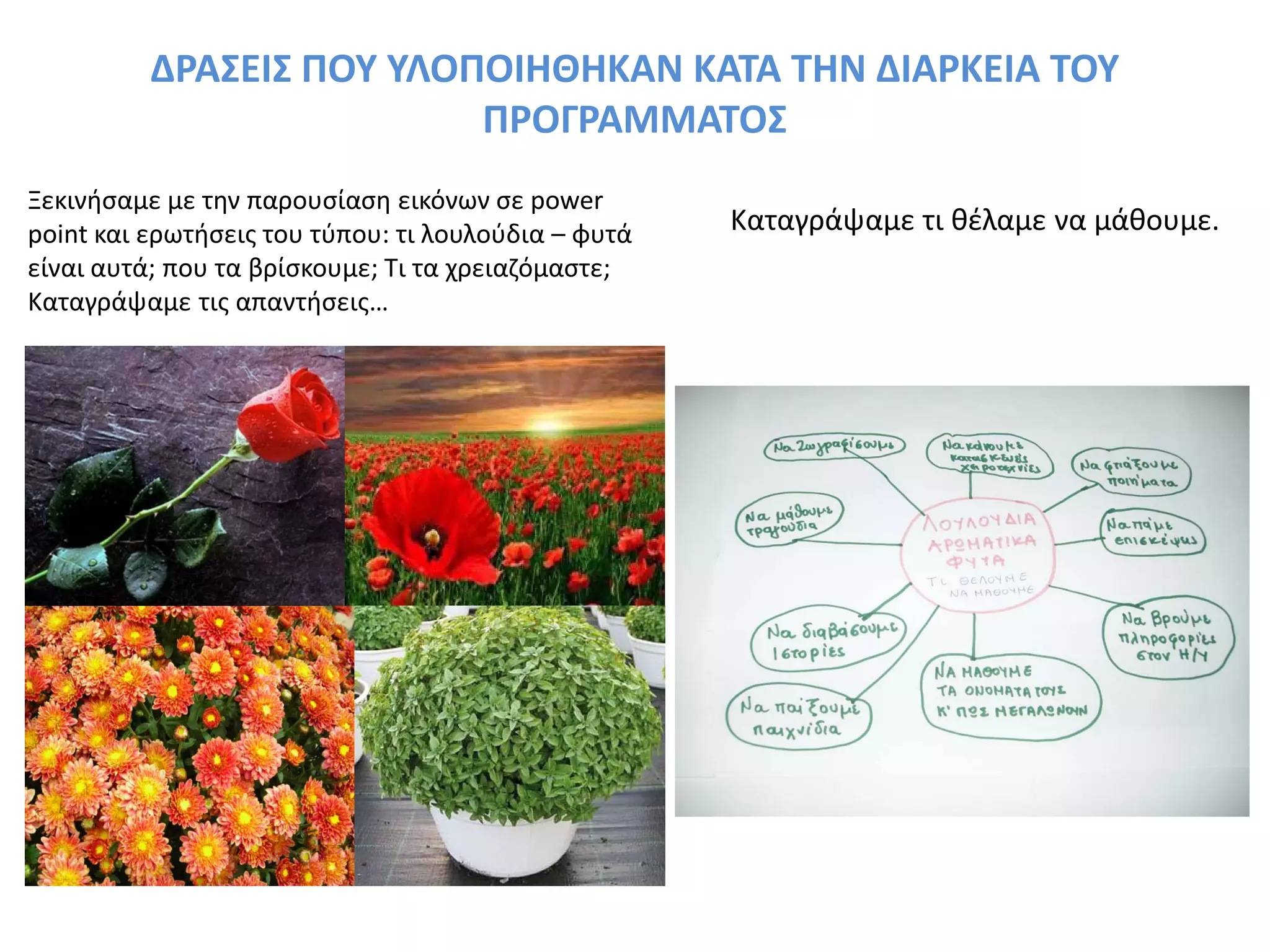 ΔΡΑΣΕΙΣ ΠΟΥ ΥΛΟΠΟΙΗΘΗΚΑΝ ΚΑΤΑ ΤΗΝ ΔΙΑΡΚΕΙΑ ΤΟΥ
ΠΡΟΓΡΑΜΜΑΤΟΣ
Καταγράψαμε τι θέλαμε να μάθουμε.
Ξεκινήσαμε με την παρουσίαση εικόνων σε power
point και ερωτήσεις του τύπου: τι λουλούδια – φυτά
είναι αυτά; που τα βρίσκουμε; Τι τα χρειαζόμαστε;
Καταγράψαμε τις απαντήσεις…
 