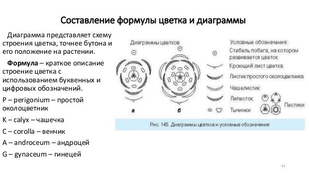 К какому классу относится растение диаграмма цветка которого показана на рисунке