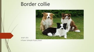 Border collie
‫רועים‬ ‫כלב‬
‫ואנגליה‬ ‫סקוטלנד‬ ‫מגבול‬ ‫המגיע‬
 