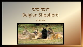‫בלגי‬ ‫רועה‬
Belgian Shepherd
‫שריקי‬ ‫אוהד‬
 