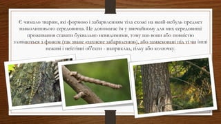 Є чимало тварин, які формою і забарвленням тіла схожі на який-небудь предмет
навколишнього середовища. Це допомагає їм у звичайному для них середовищі
проживання ставати буквально невидимими, тому що вони або повністю
зливаються з фоном (так зване «захисне забарвлення»), або замасковані під ті чи інші
неживі і неїстівні об'єкти - наприклад, гілку або колючку.
 