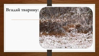 Вгадай тварину:
 