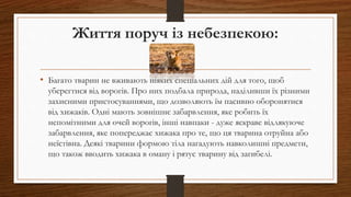 Життя поруч із небезпекою:
• Багато тварин не вживають ніяких спеціальних дій для того, щоб
уберегтися від ворогів. Про них подбала природа, наділивши їх різними
захисними пристосуваннями, що дозволяють їм пасивно оборонятися
від хижаків. Одні мають зовнішнє забарвлення, яке робить їх
непомітними для очей ворогів, інші навпаки - дуже яскраве відлякуюче
забарвлення, яке попереджає хижака про те, що ця тварина отруйна або
неїстівна. Деякі тварини формою тіла нагадують навколишні предмети,
що також вводить хижака в оману і рятує тварину від загибелі.
 