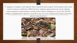 У природі і хижаки, і їхні жертви часто змушені жити поруч. Та й хижаки часто самі
стають чиєюсь здобиччю. Щоб вціліти, тварини маскуються під колір і форму
навколишнього середовища, в якому вони живуть. Наприклад, пустельні змії або
ящірки пофарбовані в сірувато-жовтий колір, під стать забарвлення навколишнього
грунту і рослинності.
 