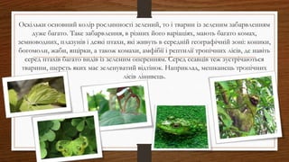 Оскільки основний колір рослинності зелений, то і тварин із зеленим забарвленням
дуже багато. Таке забарвлення, в різних його варіаціях, мають багато комах,
земноводних, плазунів і деякі птахи, які живуть в середній географічній зоні: коники,
богомоли, жаби, ящірки, а також комахи, амфібії і рептилії тропічних лісів, де навіть
серед птахів багато видів із зеленим оперенням. Серед ссавців теж зустрічаються
тварини, шерсть яких має зеленуватий відтінок. Наприклад, мешканець тропічних
лісів лінивець.
 