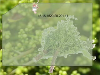 15-15-1520-20-201 11
 