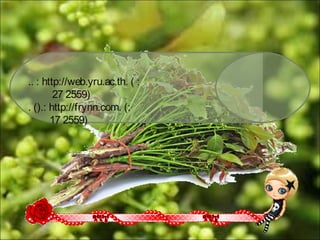 .. : http://web.yru.ac.th. ( :
27 2559)
. ().: http://frynn.com. (:
17 2559)
 