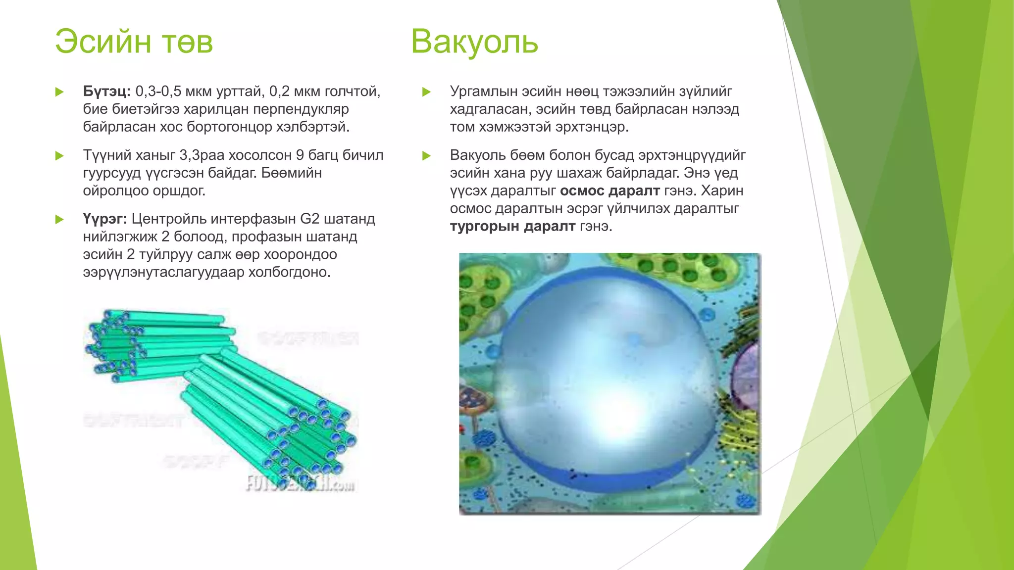 эсийн бүтэц | PPT