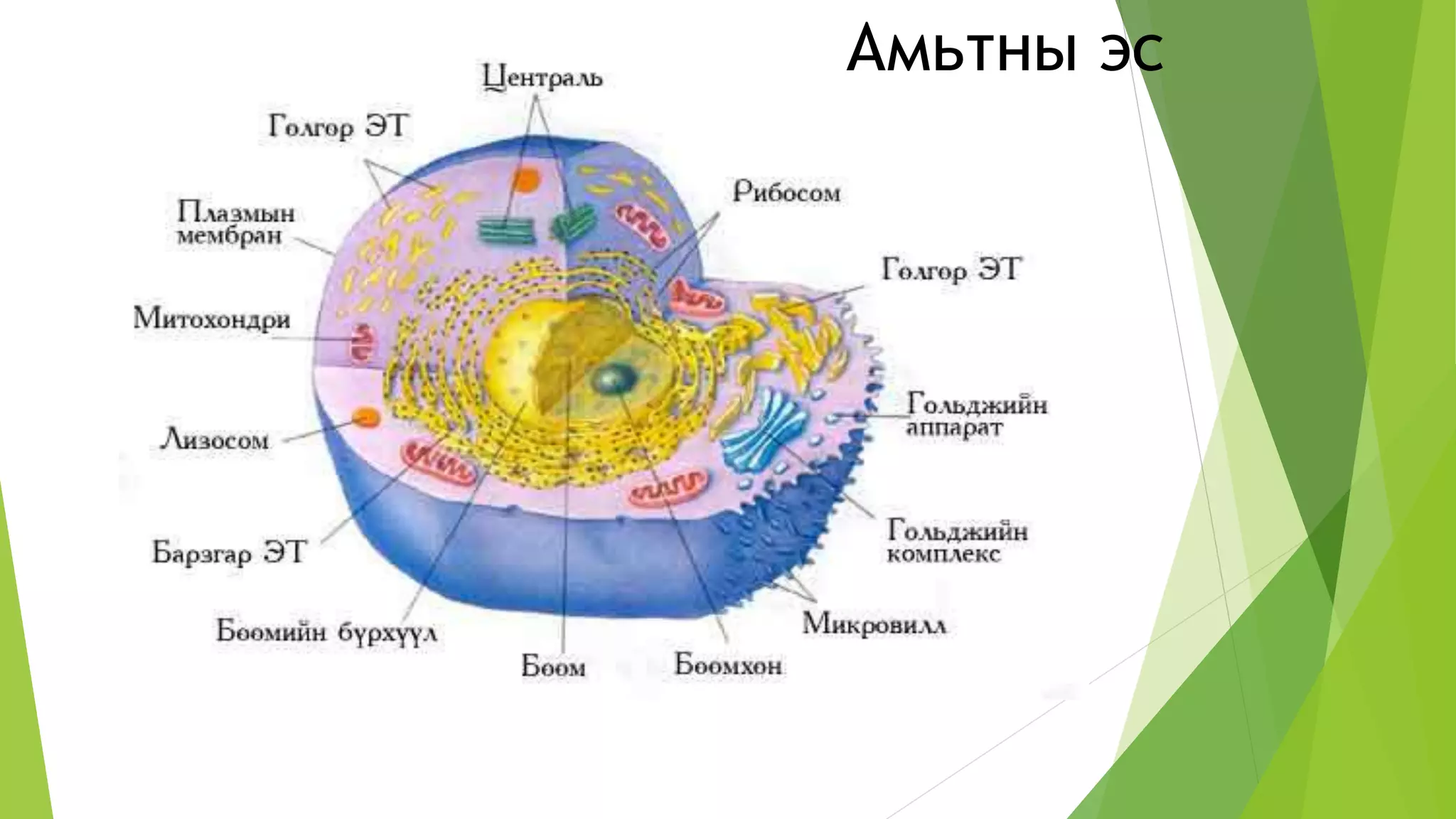 эсийн бүтэц | PPT