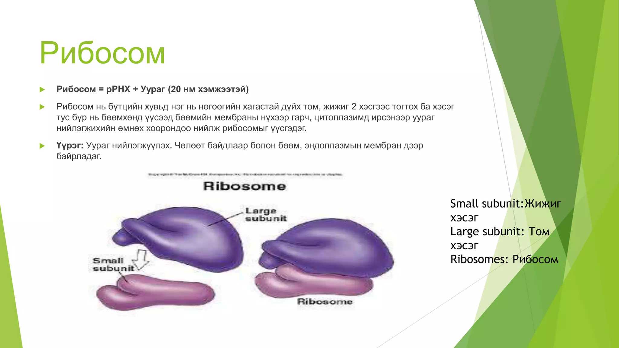 эсийн бүтэц | PPT