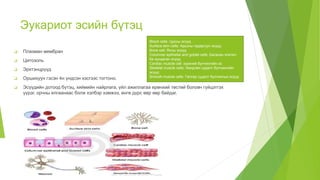 эсийн бүтэц | PPT