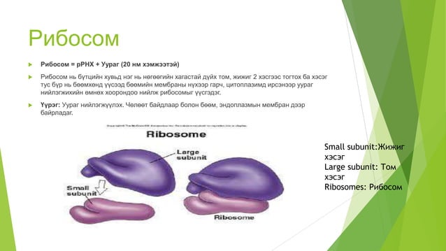 эсийн бүтэц | PPT