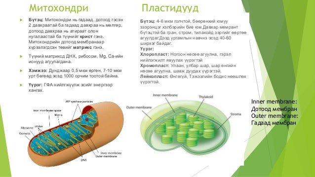 эсийн бүтэц
