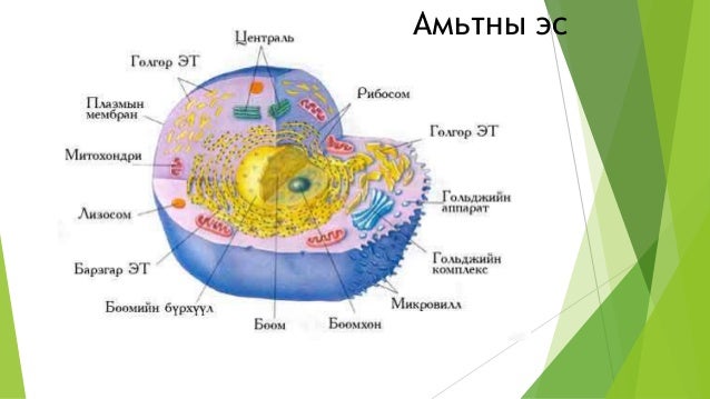 эсийн бүтэц