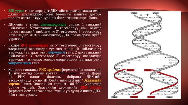 ДНХ- ийн нийлэгжилт