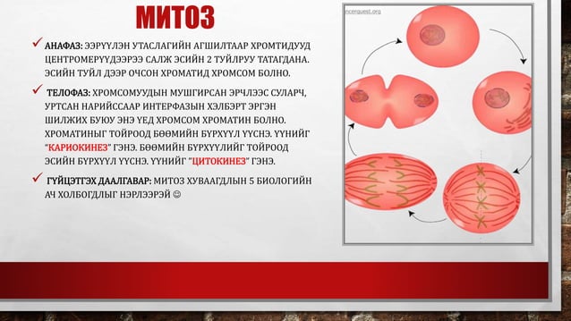 эсийн хуваагдал | PPT