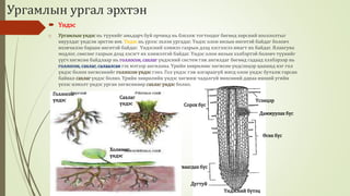 Биологийн төрөл зүйл | PPT
