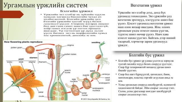 Биологийн төрөл зүйл