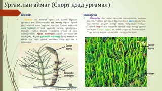 Биологийн төрөл зүйл | PPT