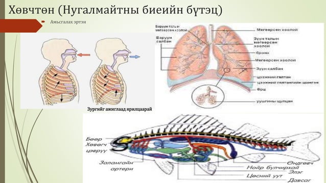 Биологийн төрөл зүйл