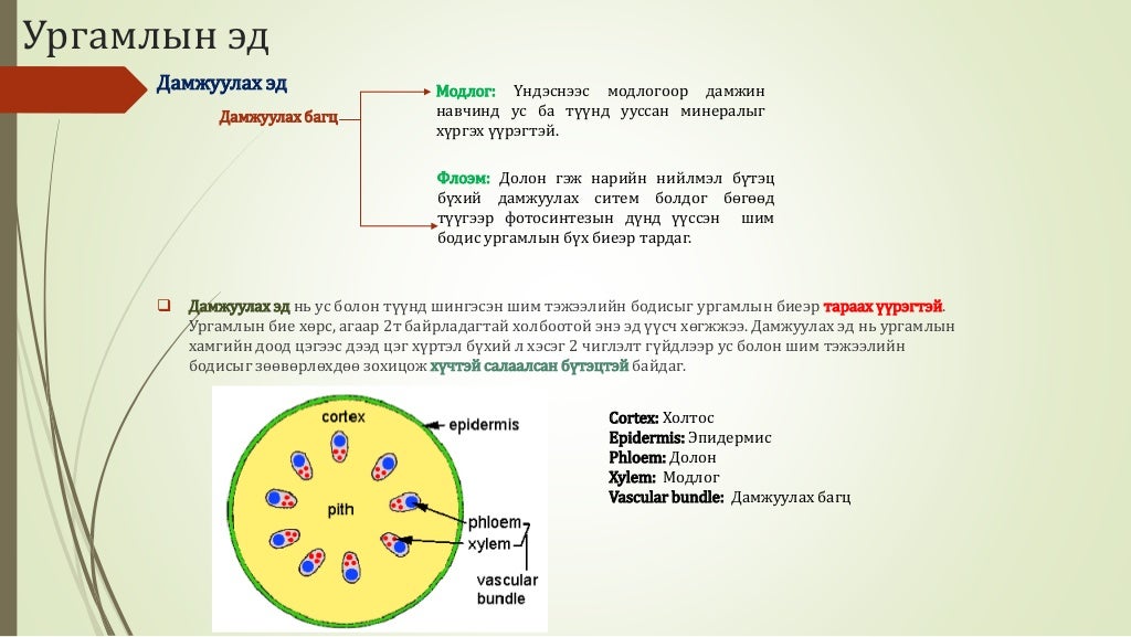 Биологийн төрөл зүйл