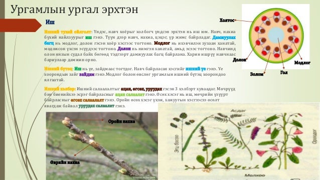 Биологийн төрөл зүйл