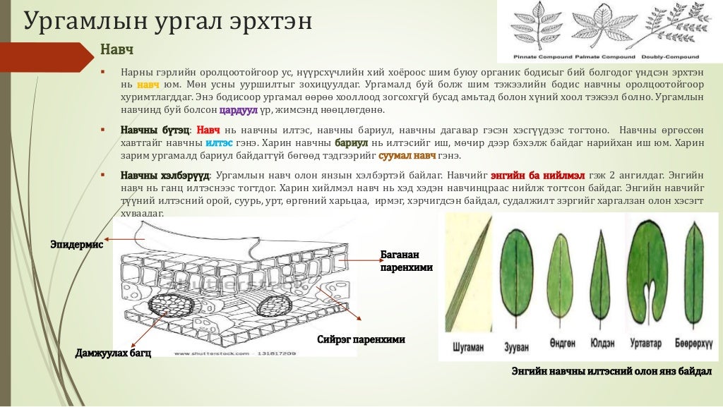 Биологийн төрөл зүйл