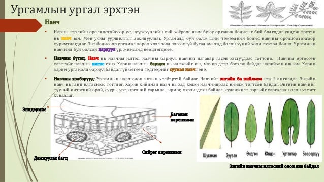 Биологийн төрөл зүйл
