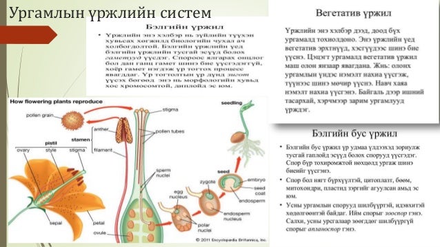 Биологийн төрөл зүйл