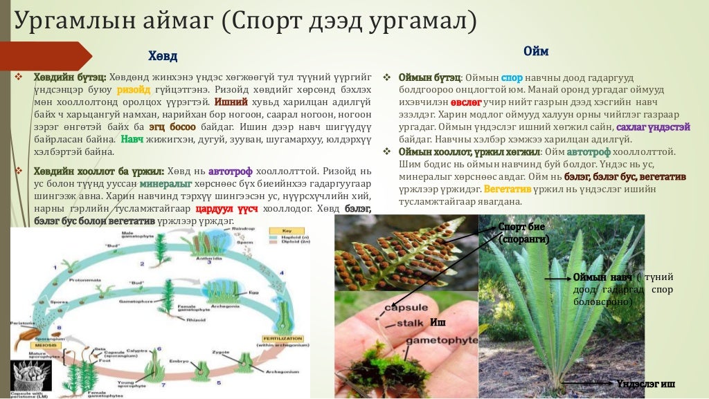 Биологийн төрөл зүйл