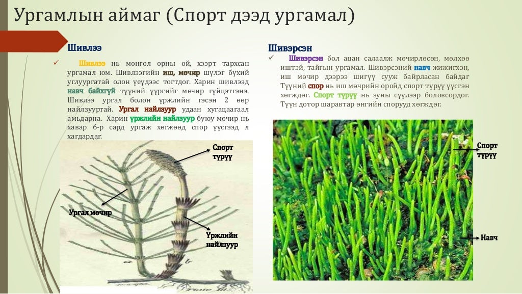 Биологийн төрөл зүйл