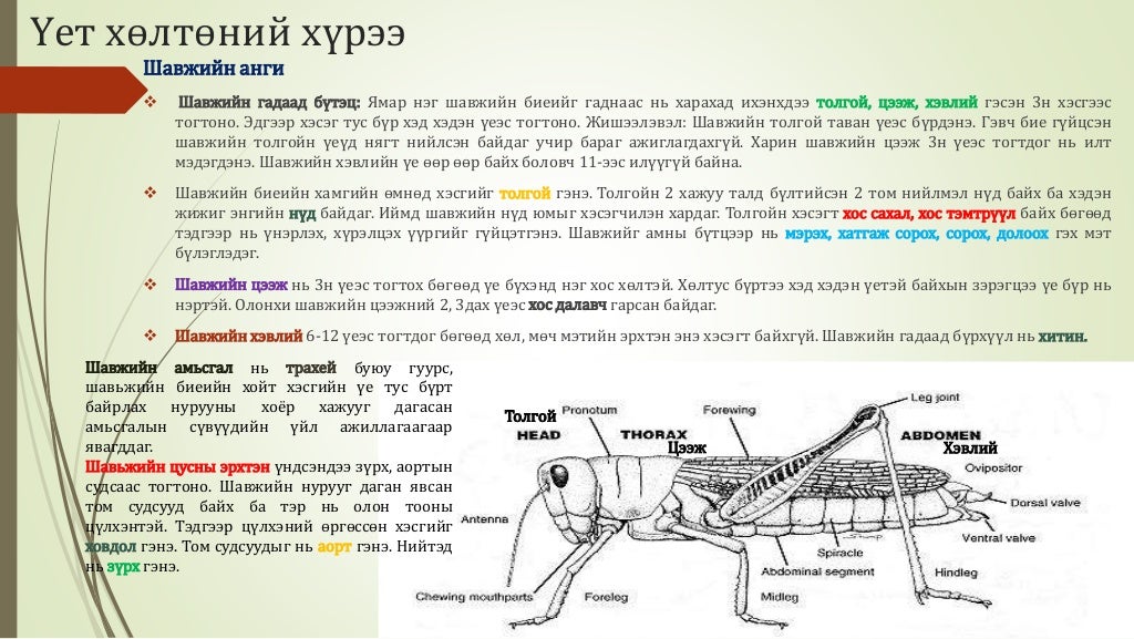 Биологийн төрөл зүйл