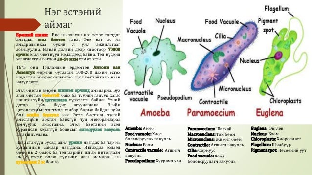 Биологийн төрөл зүйл