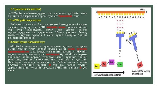 Уургийн бионийлэгжил